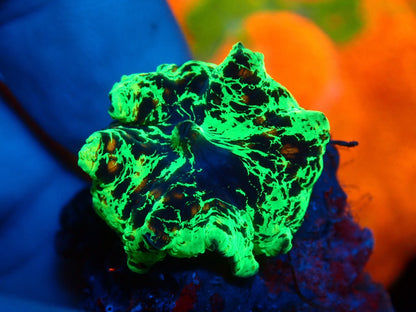 KRIPTONITE MUSHROOM 3color　02
