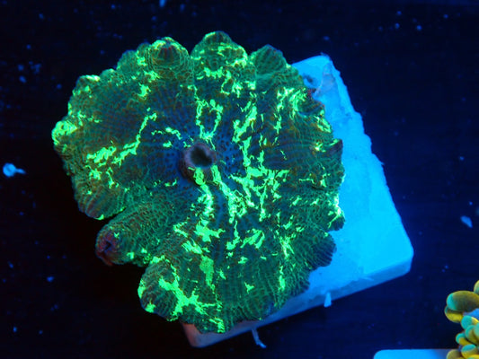 KRIPTONITE MUSHROOM 037