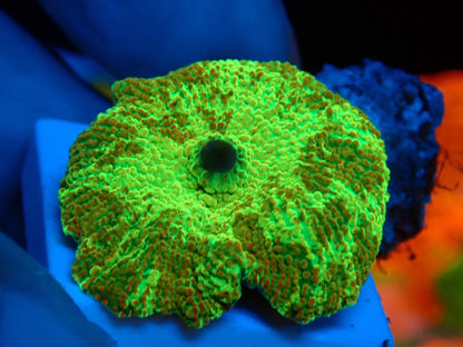 KRIPTONITE MUSHROOM 043