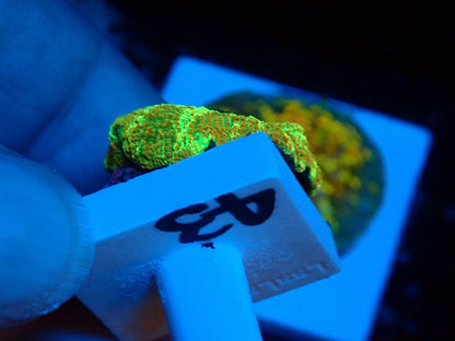 KRIPTONITE MUSHROOM 043
