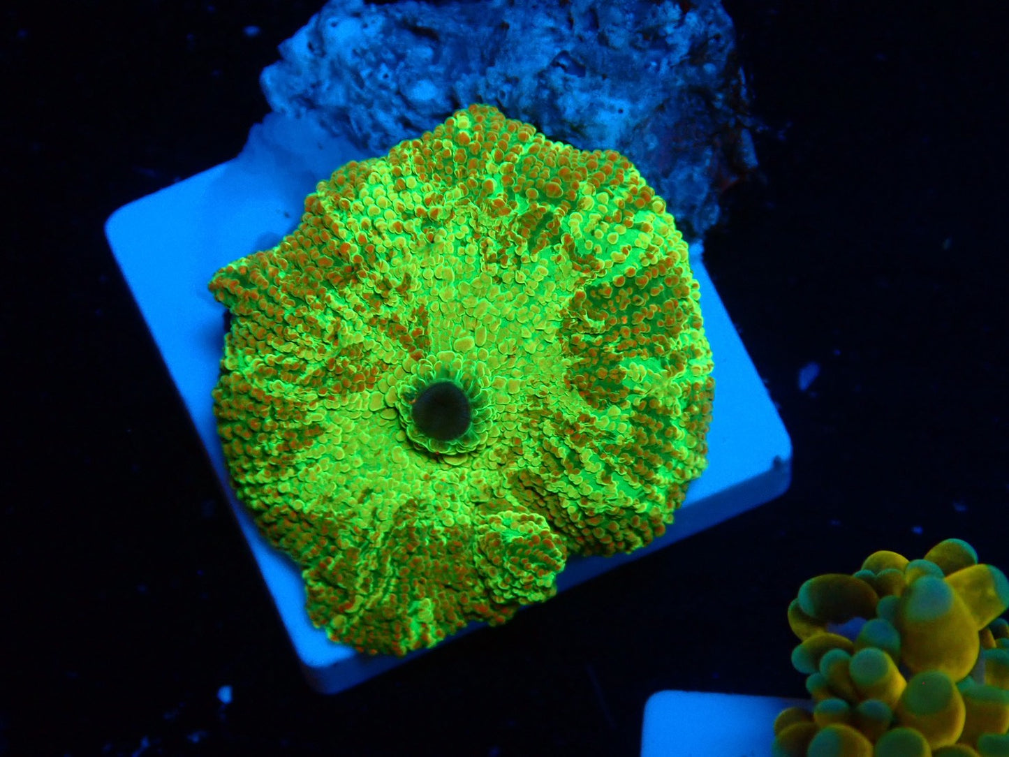 KRIPTONITE MUSHROOM 043
