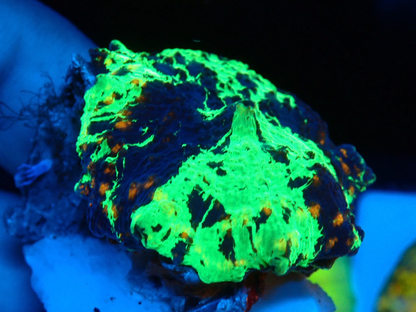 KRIPTONITE MUSHROOM 3color　03