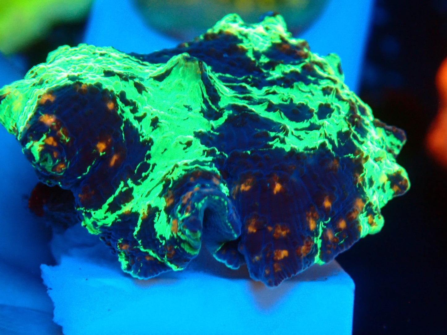 KRIPTONITE MUSHROOM 3color　03
