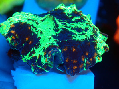 KRIPTONITE MUSHROOM 3color　03