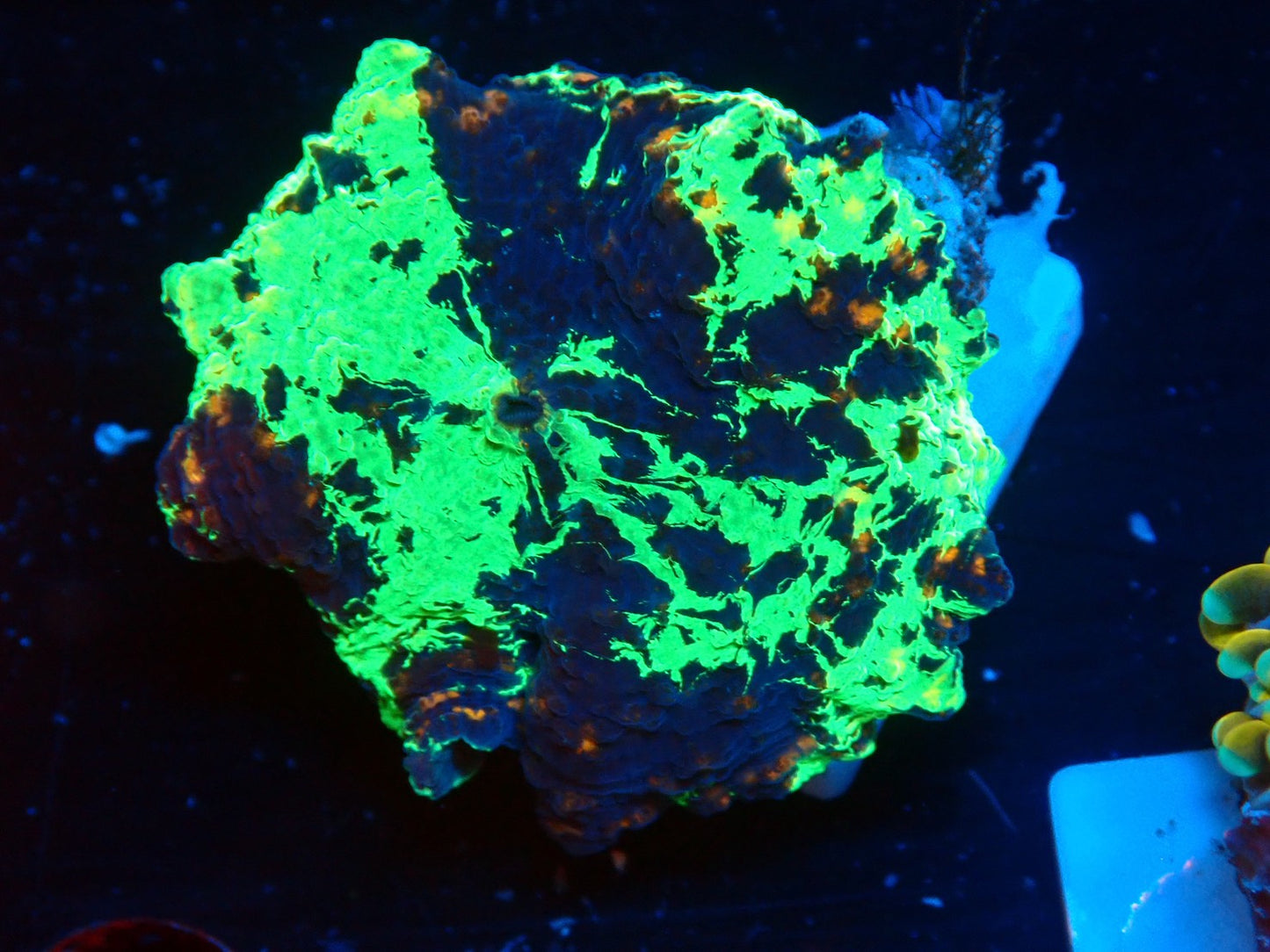 KRIPTONITE MUSHROOM 3color　03