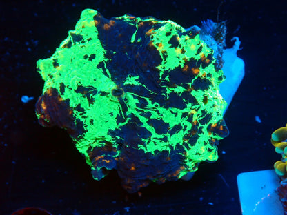KRIPTONITE MUSHROOM 3color　03