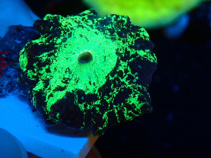 KRIPTONITE MUSHROOM 042