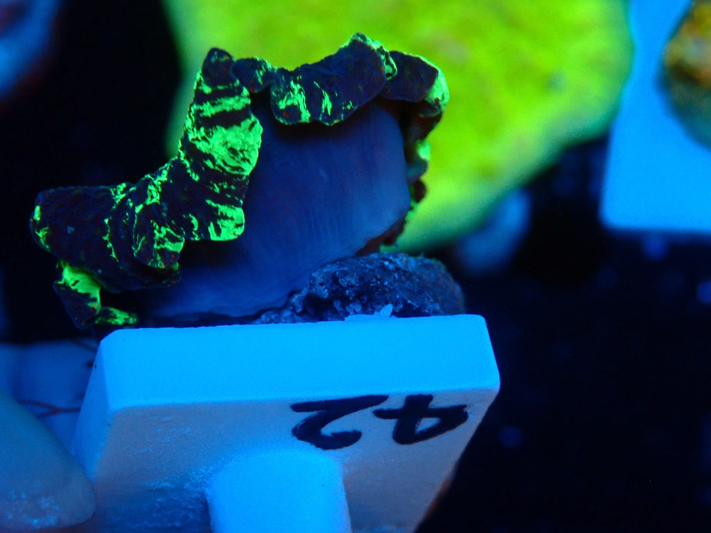 KRIPTONITE MUSHROOM 042