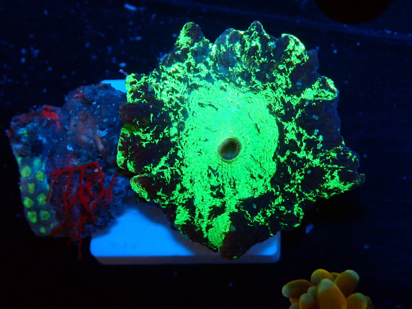 KRIPTONITE MUSHROOM 042