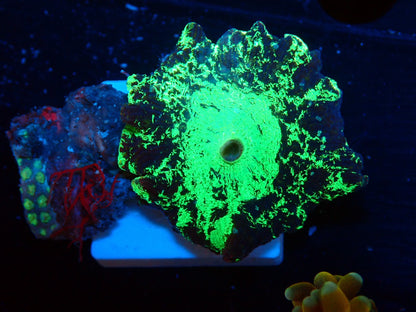 KRIPTONITE MUSHROOM 042