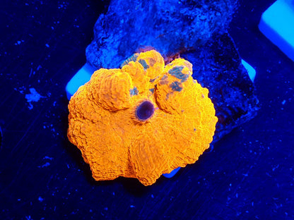 Candy Crush mushroom 093