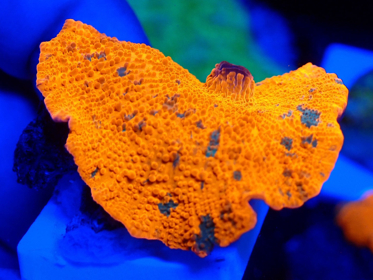 Candy Crush mushroom 010