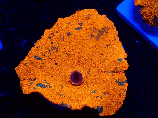 Candy Crush mushroom 010