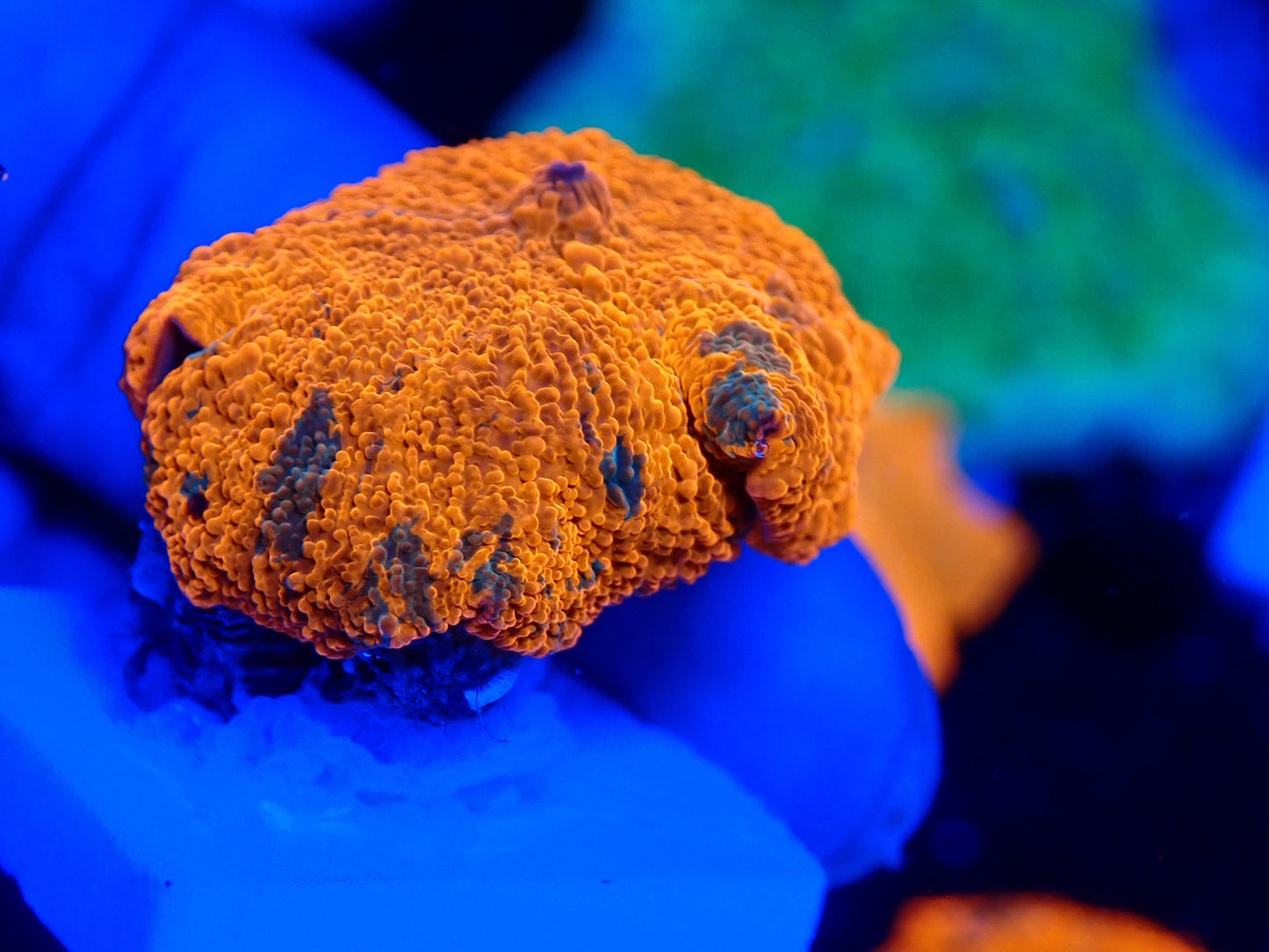 Candy Crush mushroom 0119