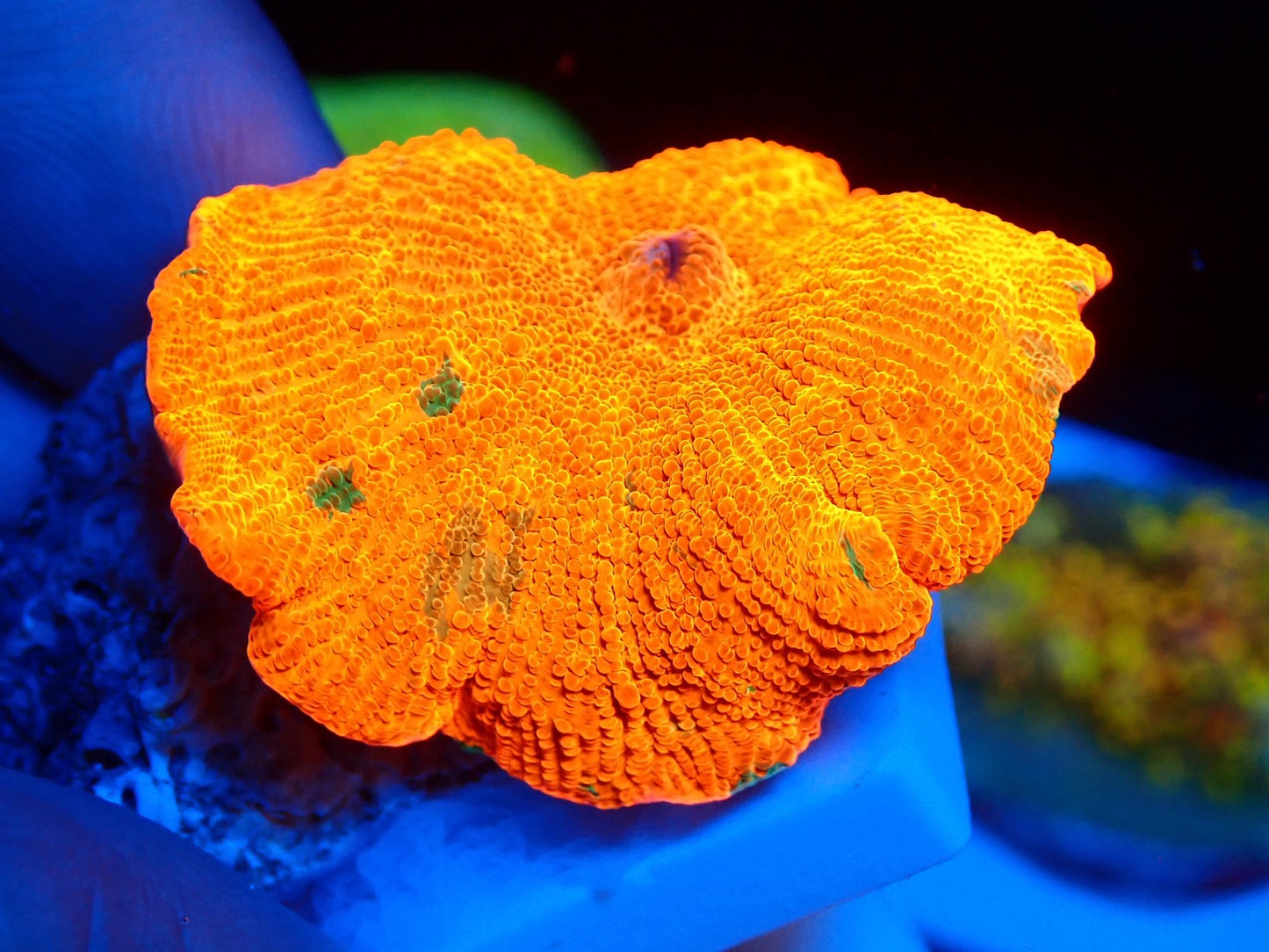 Candy Crush mushroom 0116