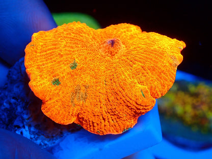 Candy Crush mushroom 0116