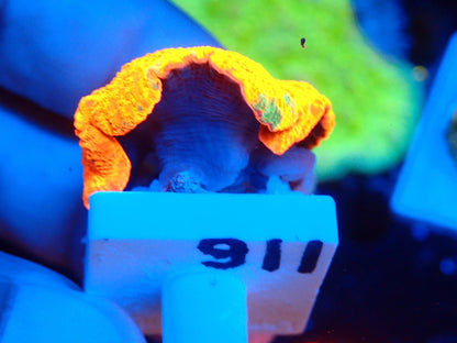 Candy Crush mushroom 0116