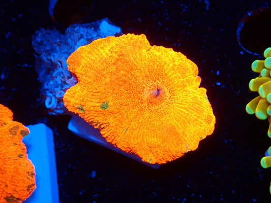 Candy Crush mushroom 0116
