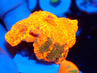 Candy Crush mushroom 080