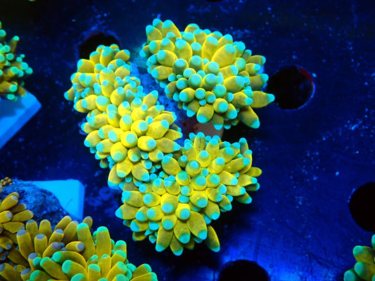GOLD TORCH 065