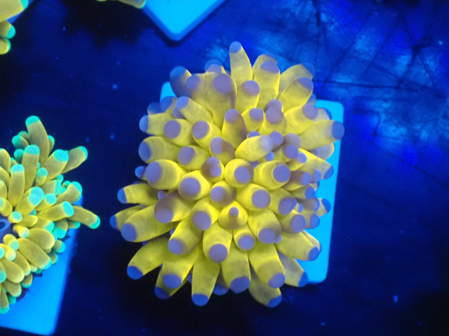 GOLD TORCH 052