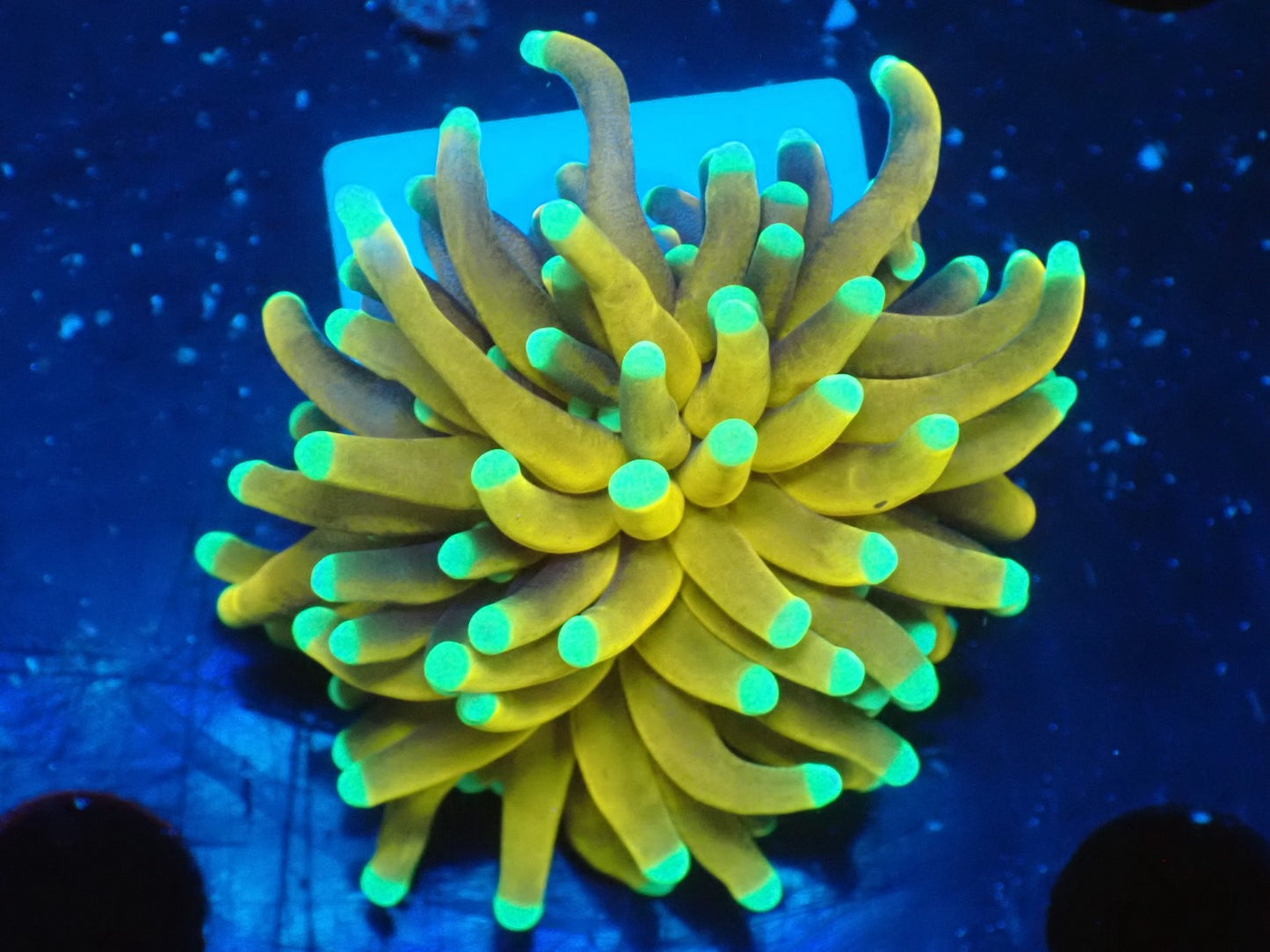 GOLD TORCH 0110