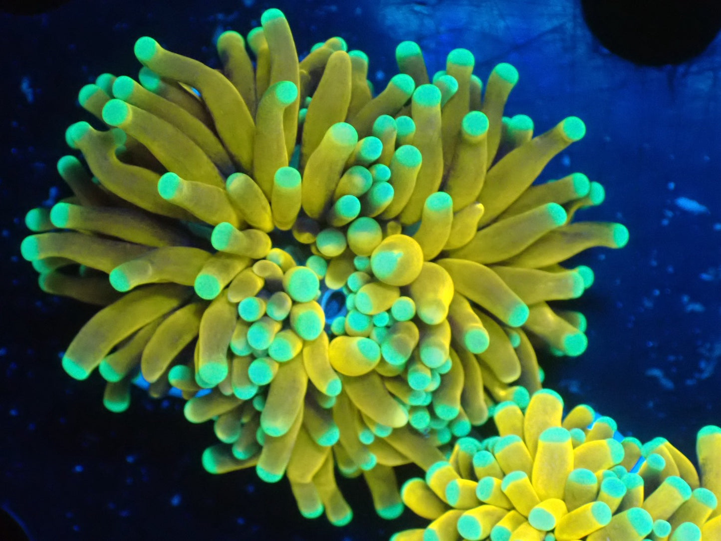 GOLD TORCH 035