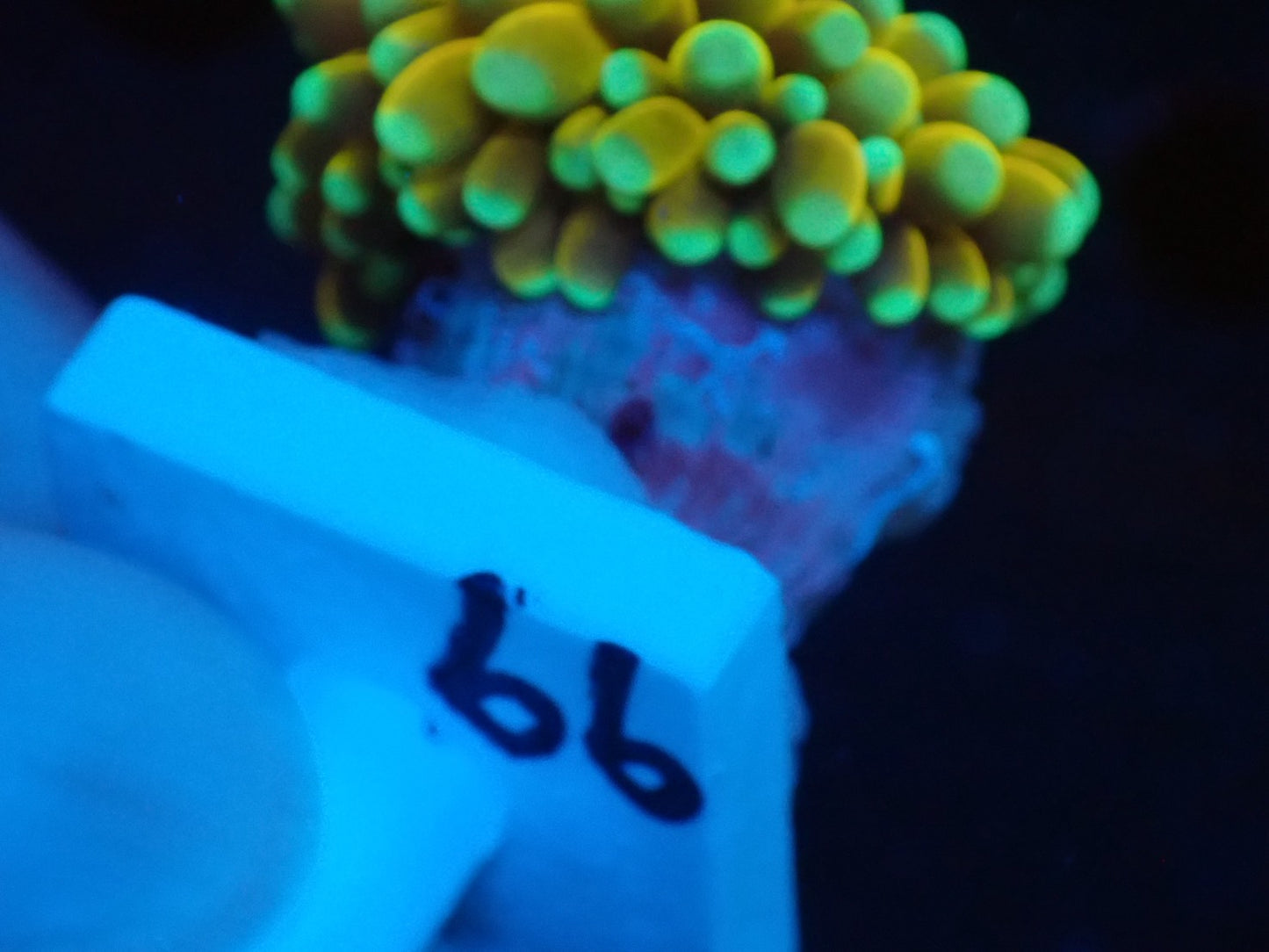 GOLD TORCH 099