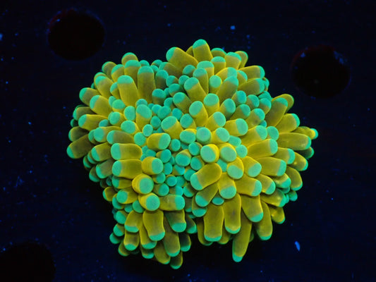 GOLD TORCH 045
