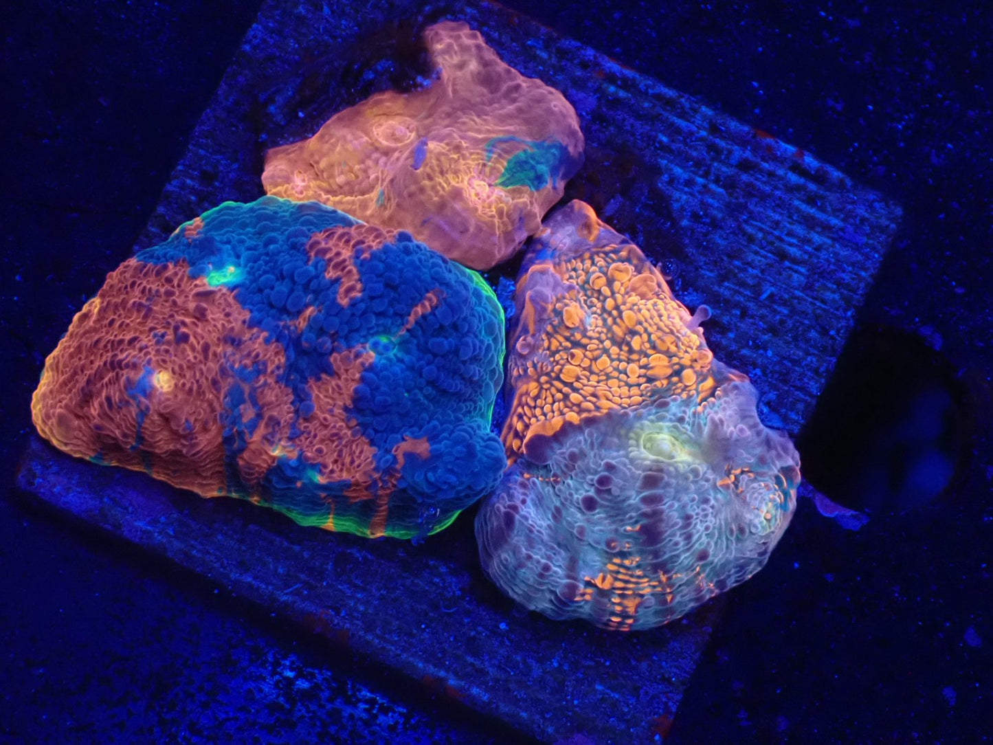 キッカサンゴ01