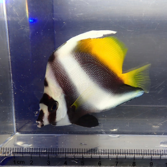 シマハタタテダイ