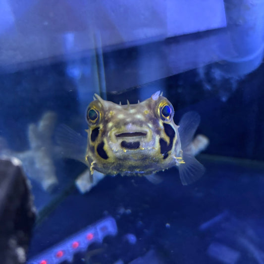 ウェブバー