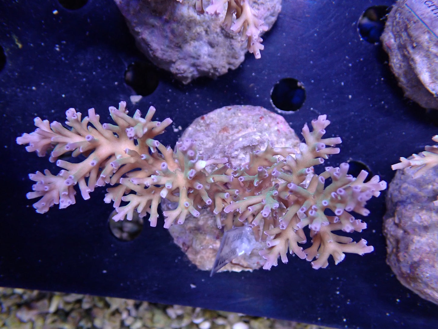 Acropora (speciosa) インドネシア産065