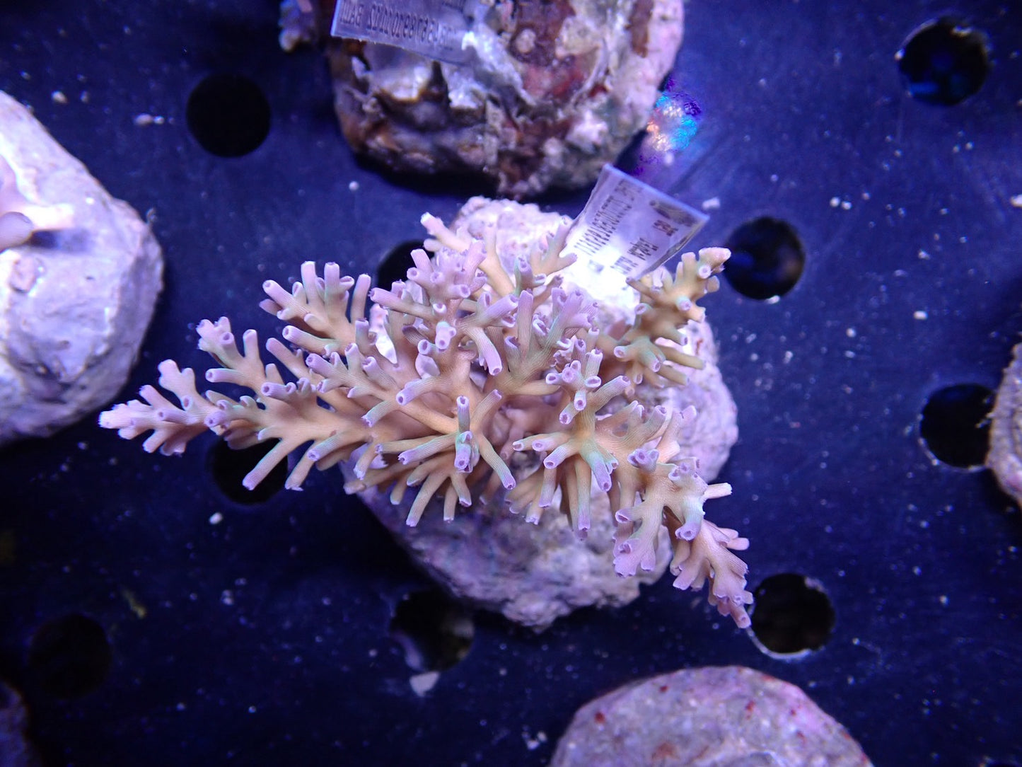 Acropora (speciosa) インドネシア産066