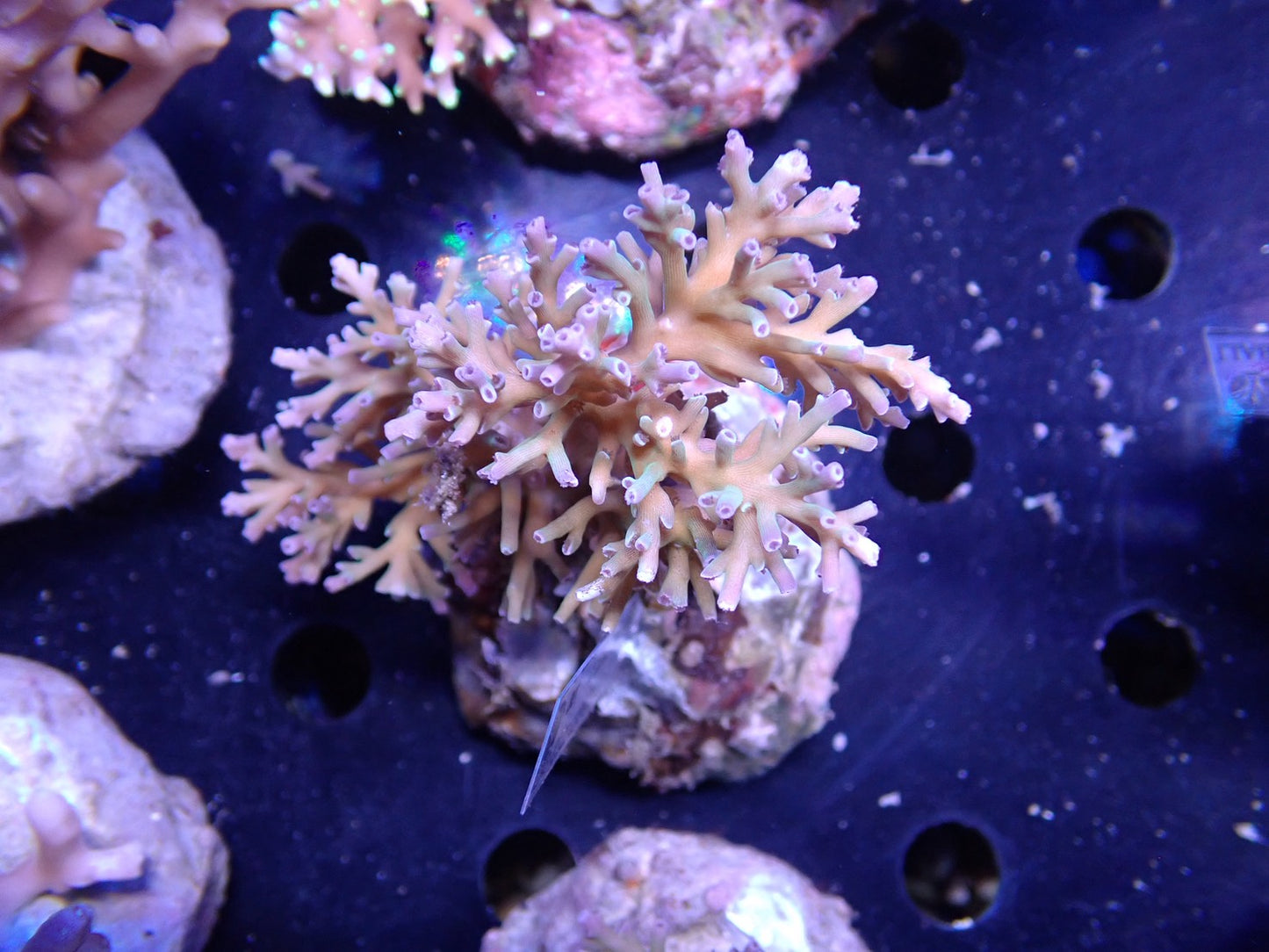 Acropora (speciosa) インドネシア産067