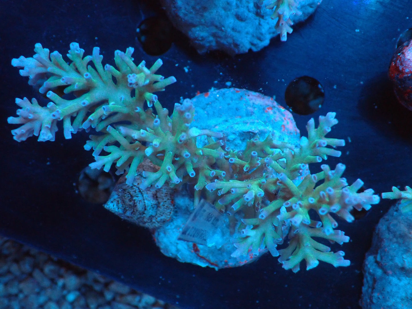 Acropora (speciosa) インドネシア産065