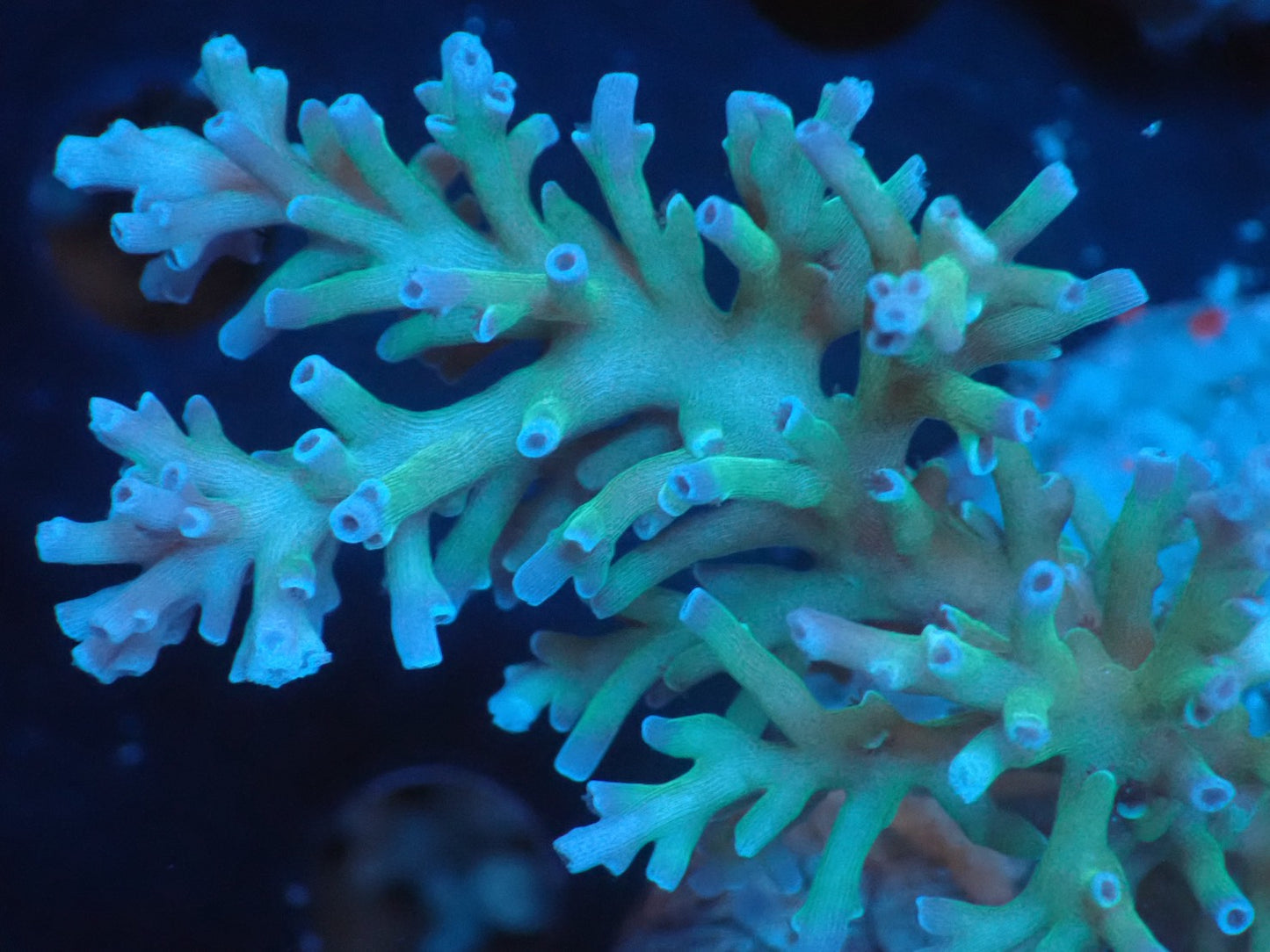Acropora (speciosa) インドネシア産065