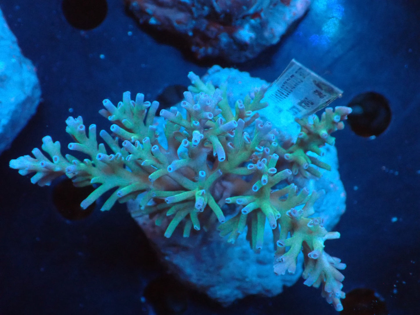 Acropora (speciosa) インドネシア産066