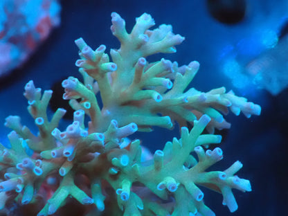 Acropora (speciosa) インドネシア産066
