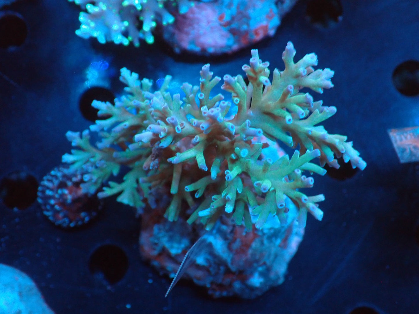 Acropora (speciosa) インドネシア産067