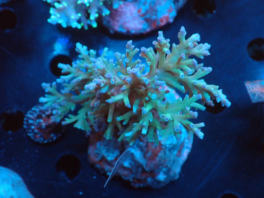 Acropora (speciosa) インドネシア産067