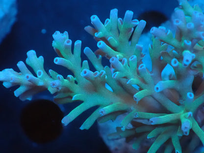 Acropora (speciosa) インドネシア産067