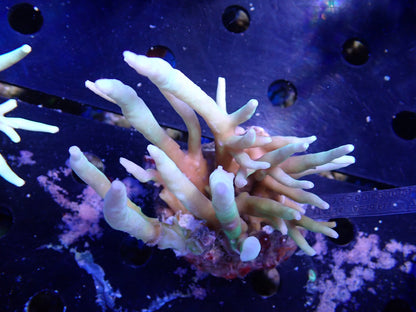 Acropora (suharsonoi) インドネシア産068