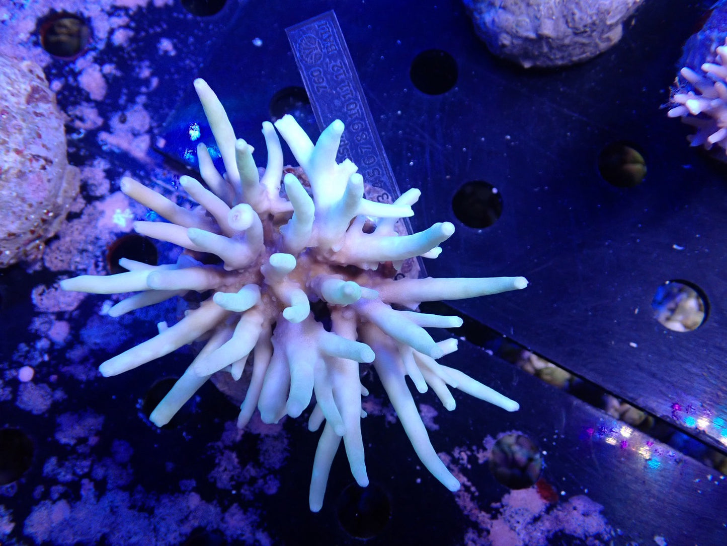 Acropora (suharsonoi) インドネシア産069