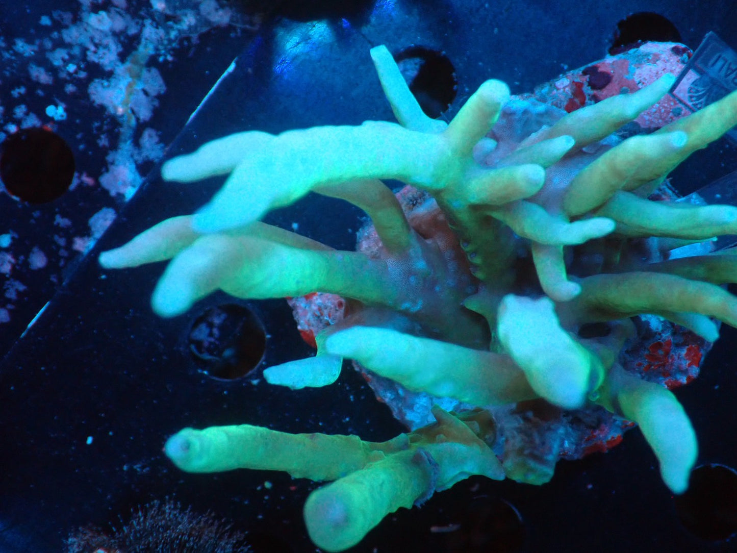 Acropora (suharsonoi) インドネシア産068