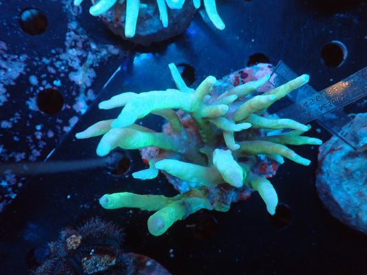 Acropora (suharsonoi) インドネシア産068