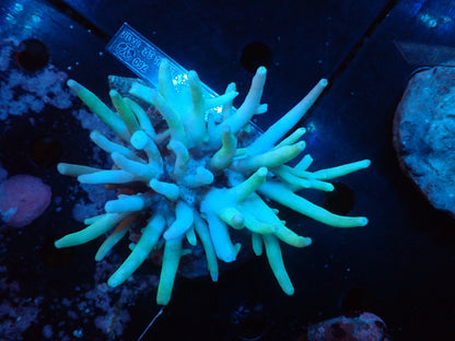 Acropora (suharsonoi) インドネシア産069
