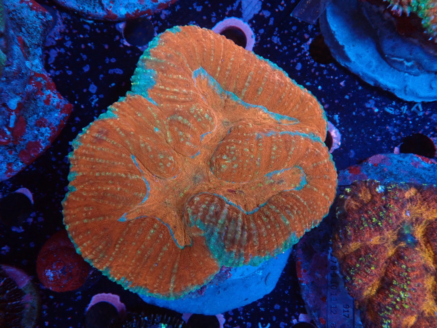 ダイノウサンゴ属の1種（Symphyllia sp.）04