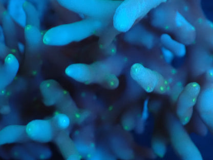 Acropora (caroliniana) インドネシア産070