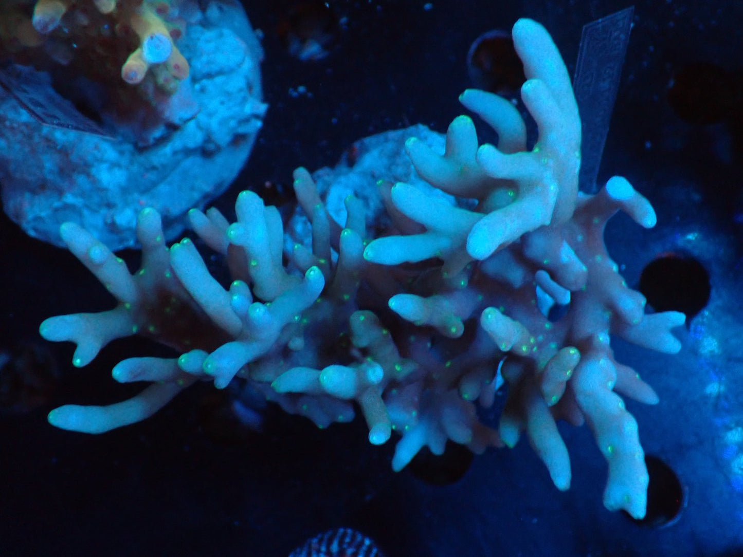 Acropora (caroliniana) インドネシア産070